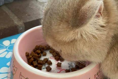 GranataPet猫罐头营养价值丰富，呵护猫咪健康成长