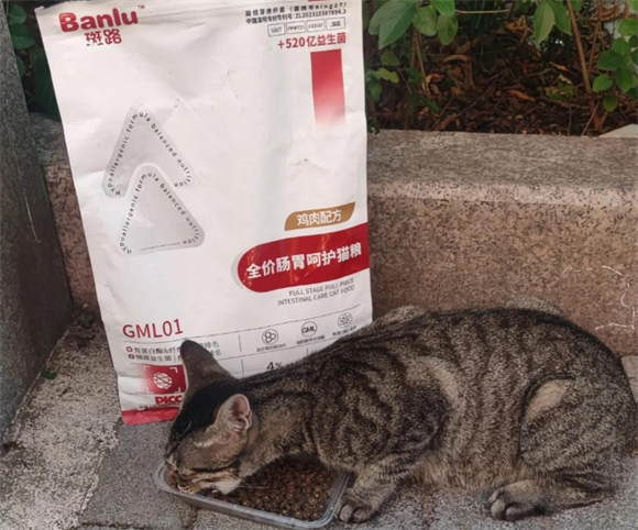 斑路猫粮贵吗 斑路猫粮贵吗