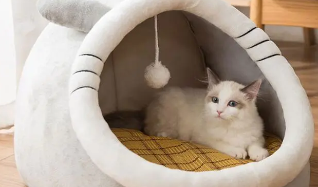 坏小宠猫窝怎么样 坏小宠猫窝怎么样