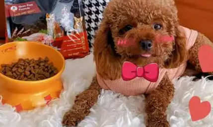 点烹狗粮是什么档次 点烹狗粮是什么档次