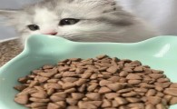 UNIONVILL猫粮适口性怎么样 UNIONVILL猫粮适口性怎么样