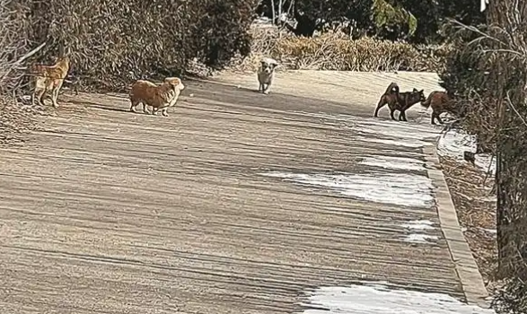 大连多地流浪狗泛滥，“狗患”该如何治理？