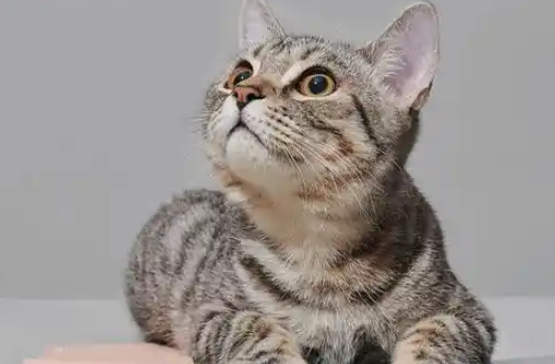 国内新晋宠物设计品牌pidan&purrre你家主子还没用过? 国内新晋宠物设计品牌pidan&purrre你家主子还没用过?