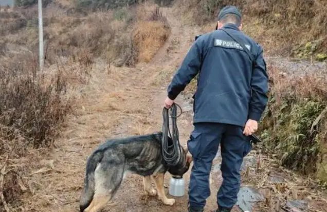 深山搜救走失老人 这只警犬才1岁就立功了