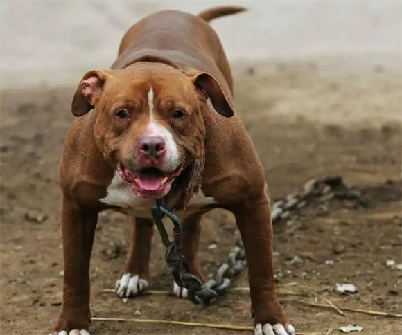 凶兽讲解：猛犬排名--最酷的十大护卫猛犬!
