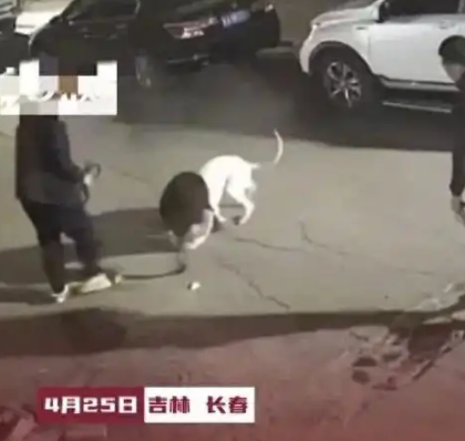 太残忍！网传3人驱使烈性犬咬死流浪猫，警方通报引发热议