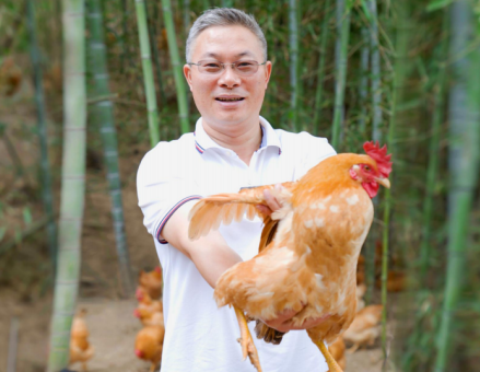 为现代人打造放心餐桌，杨博士深山散养土鸡“飞”向全国各地