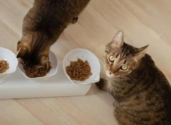 宠物食品推荐：帕特猫粮和麦富迪猫粮，哪个更划算？