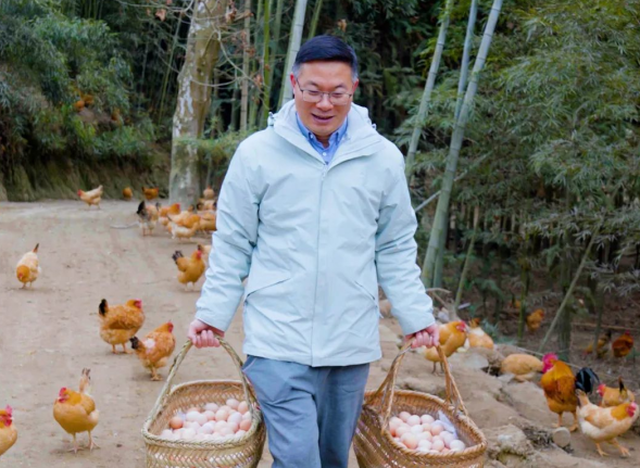 从皖南深山到餐桌,杨博士土鸡的鲜味之旅 从皖南深山到餐桌,杨博士土鸡的鲜味之旅