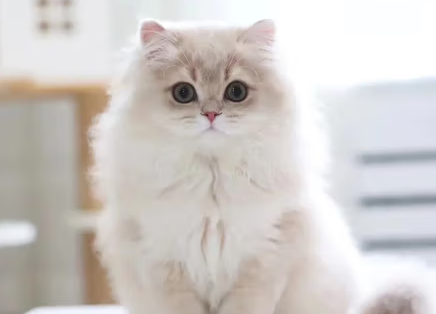 旺园兴英短蓝金渐层猫幼猫:纯种活物猫咪的魅力探索 旺园兴英短蓝金渐层猫幼猫:纯种活物猫咪的魅力探索