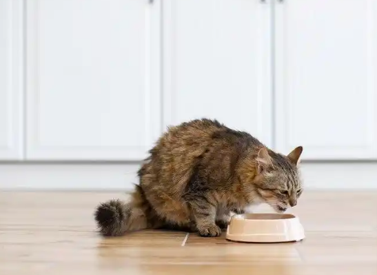 宠物食品推荐：帕特猫粮和麦富迪猫粮，哪个更划算？