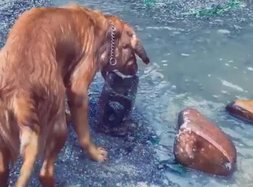 金毛把头伸进水里几秒主人惊了,狗:别上班了,我下河摸砖头养你 金毛把头伸进水里几秒主人惊了,狗:别上班了,我下河摸砖头养你