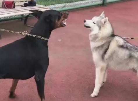 见到这狗二哈吵架都怂了,二哈:我看你敢咬我? 见到这狗二哈吵架都怂了,二哈:我看你敢咬我?