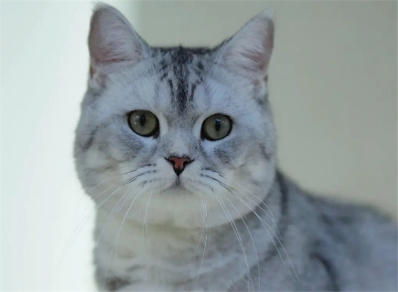 优宠奇派猫咪怎么样 优宠奇派猫咪怎么样