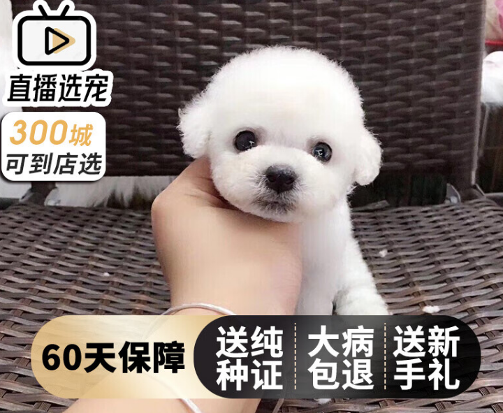 不知道‌旺狗财猫‌是什么品牌？来这瞧瞧
