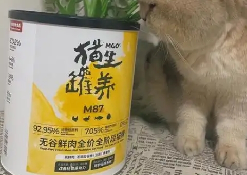 猫生猫粮属于什么档次