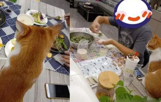 猫咪没有吃到年夜饭，气得背对大家，蹲餐桌上当一个“炸毛花瓶