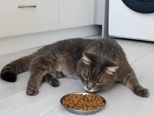 宠物食品推荐：帕特猫粮和麦富迪猫粮，哪个更划算？