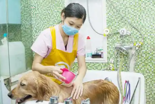 泊美鲜宠物服务的介绍,速来了解 泊美鲜宠物服务的介绍,速来了解
