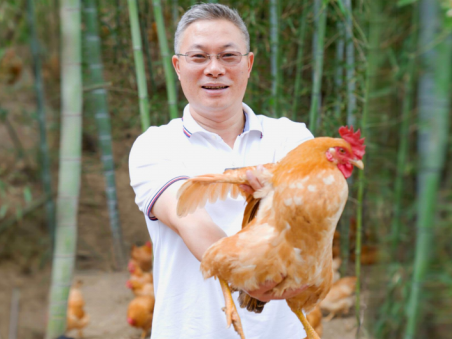 杨博士深山散养土鸡，买的安心，吃的舒心！