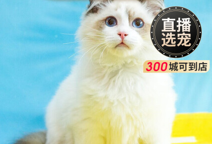 旺狗财猫布偶猫幼猫:双蓝眼精灵的萌宠之旅 旺狗财猫布偶猫幼猫:双蓝眼精灵的萌宠之旅