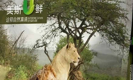 美斯U鲜猫粮在营养均衡、缓解软便等方面表现出色 美斯U鲜猫粮在营养均衡、缓解软便等方面表现出色