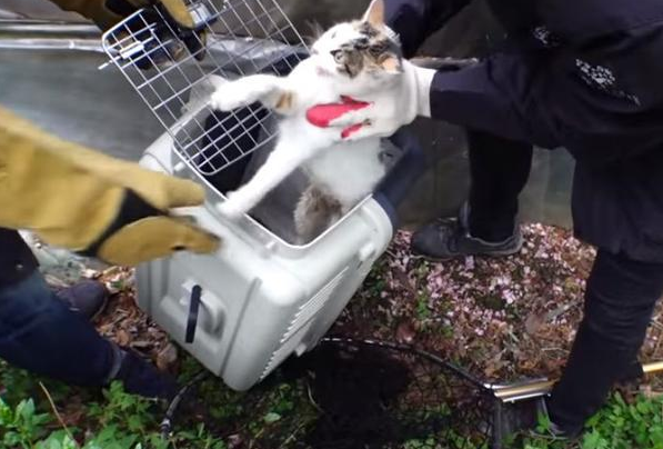 image.png流浪猫妈脊椎断裂却拼命保护孩子，确认安全后默默等待死亡...