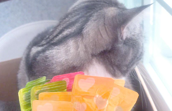 珍伴猫条好不好