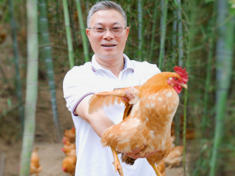 品杨杨博士土鸡，冬季暖身又暖胃，全程溯源更放心