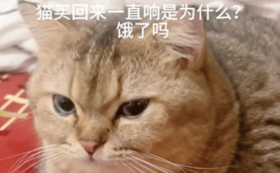 猫舒服的一直打呼噜，却被主人说猫是饿了吗？