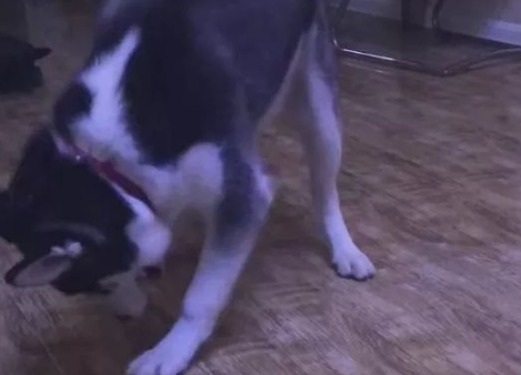 二哈不怎么撕纸咬沙发了,但是主人却更担心了 二哈不怎么撕纸咬沙发了,但是主人却更担心了