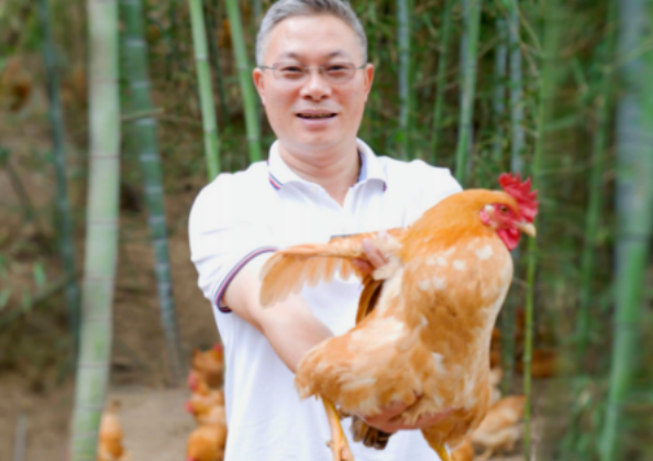 杨博士土鸡:全产业链严格把控,只为这一口天然纯净 杨博士土鸡:全产业链严格把控,只为这一口天然纯净