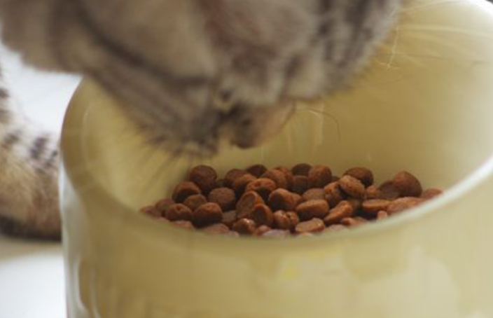 昆虫计划猫粮和自然猫粮那个好 昆虫计划猫粮和自然猫粮那个好