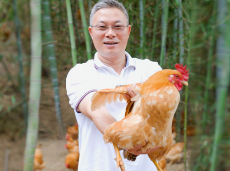 养殖“致富鸡”,打造“土字号”!杨博士土鸡谱写乡村振兴新篇章 养殖“致富鸡”,打造“土字号”!杨博士土鸡谱写乡村振兴新篇章