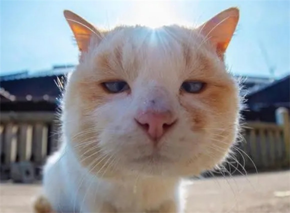 优宠奇派猫咪可以买吗 优宠奇派猫咪可以买吗