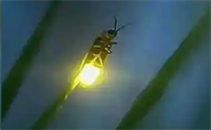 萤火虫雌雄都发光吗