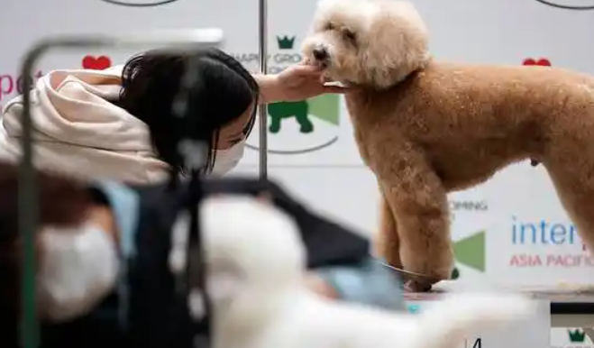 泊美鲜宠物服务:更好的照顾宠物 泊美鲜宠物服务:更好的照顾宠物