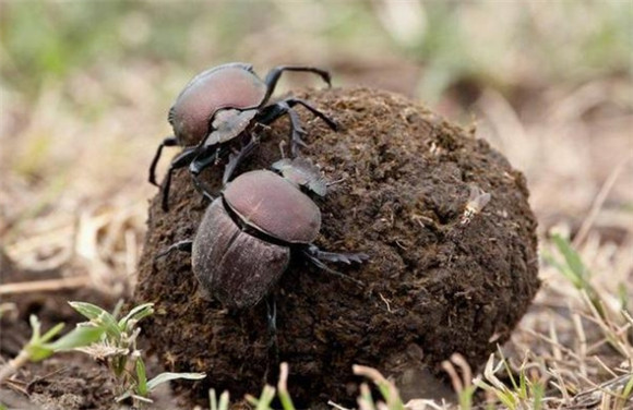 屎壳郎会冬眠吗 屎壳郎会冬眠吗