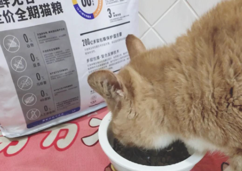 趣味日记狗粮怎么样