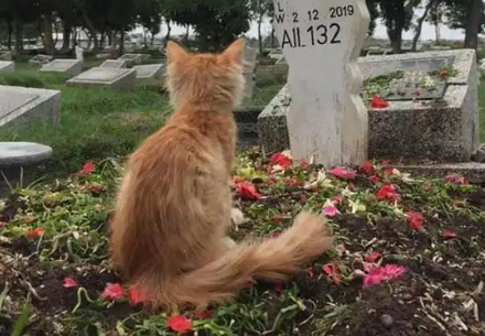 猫咪瘦得皮包骨头，男孩把它带到坟墓前“希望你坚强地活下去”