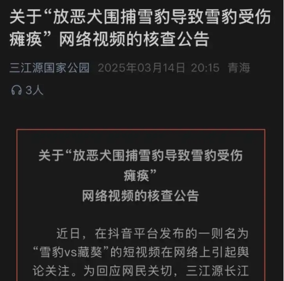 受伤小雪豹“凌小蛰”是否曾被藏獒围攻？