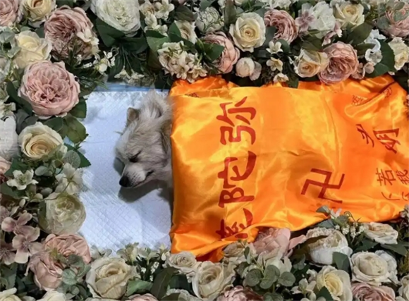 如尘宠物殡葬加盟多少钱