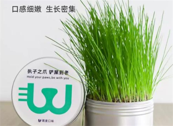 贪吃马猫草怎么种