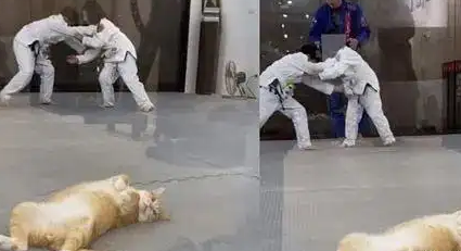 猫咪在运动馆里四处为床，还让人家怎么锻炼！