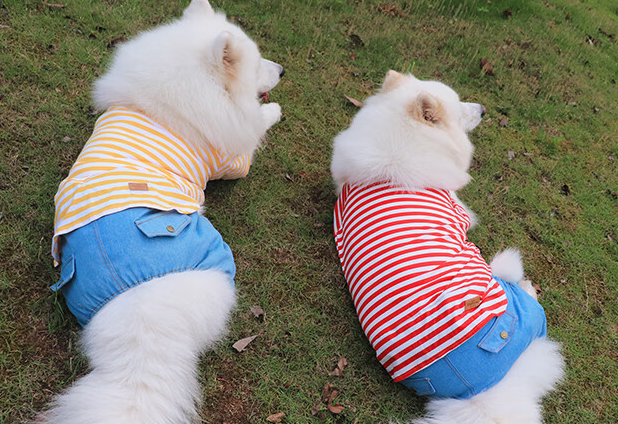 搭啵兔狗狗衣服好不好 搭啵兔狗狗衣服好不好