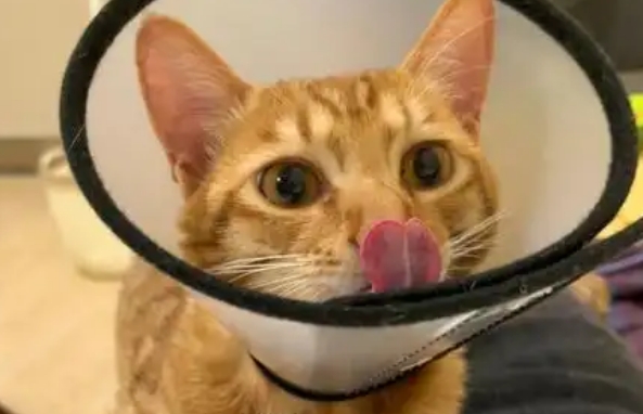 猫咪头套一天戴多久