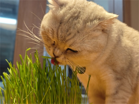 哈仔猫草怎么样 哈仔猫草怎么样