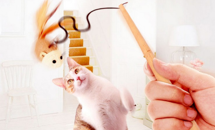 宠多乐逗猫棒玩多久合适