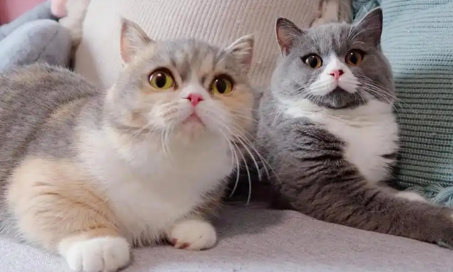 布兜猫条:解决猫咪掉毛、不长肉等问题! 布兜猫条:解决猫咪掉毛、不长肉等问题!