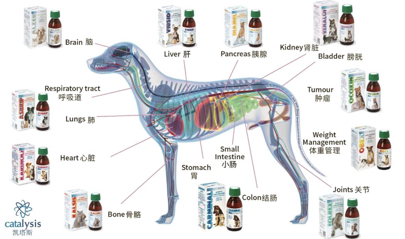 守护宠物健康,凯塔斯来助力! 守护宠物健康,凯塔斯来助力!